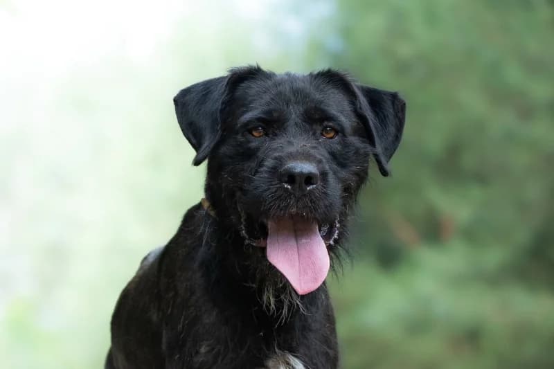 Sekiro, Mixed Breed for adoption at description
