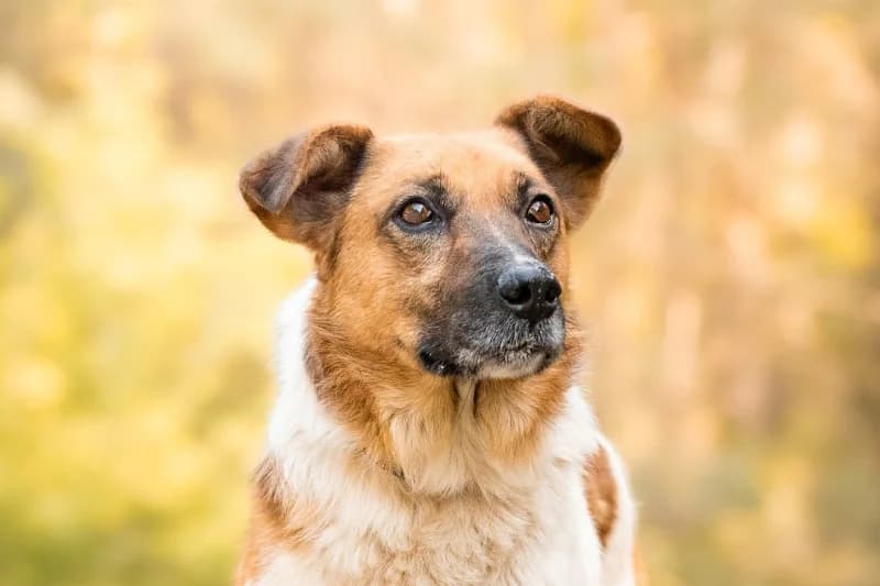 Nirmal, Mixed Breed for adoption at description