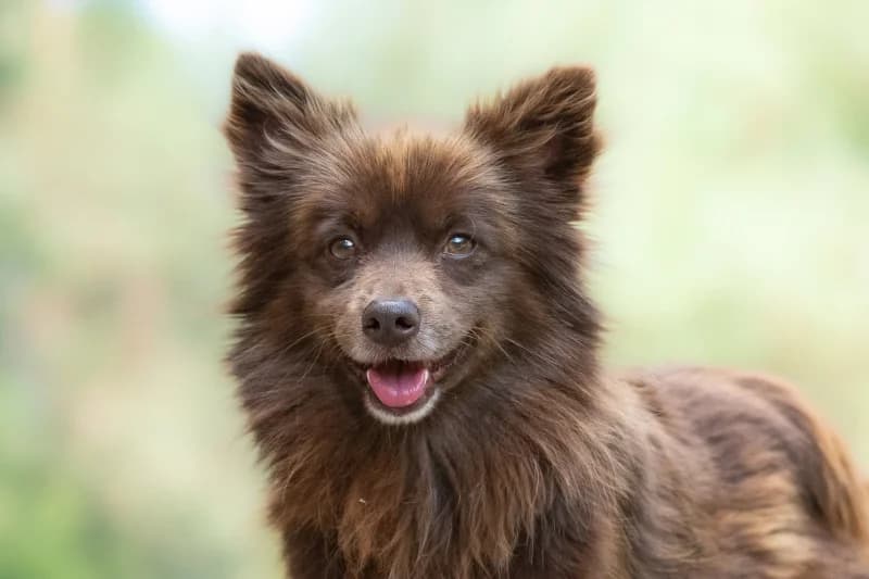 Volpi, Mixed Breed for adoption at description