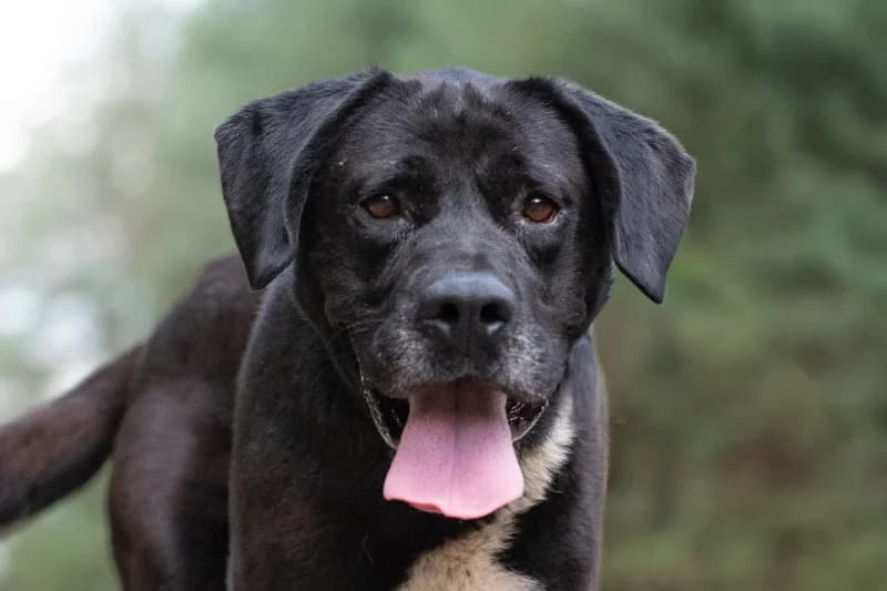 Gengar, Mixed Breed for adoption at description