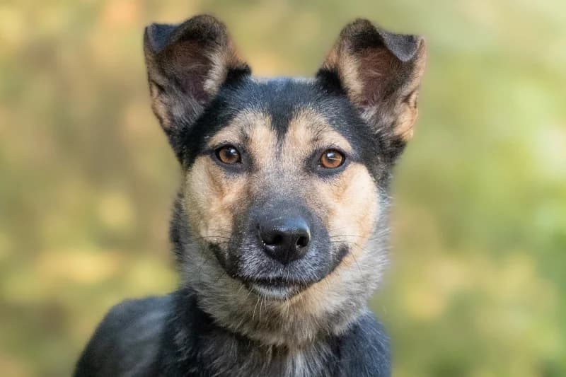 Liwi, Mixed Breed for adoption at description