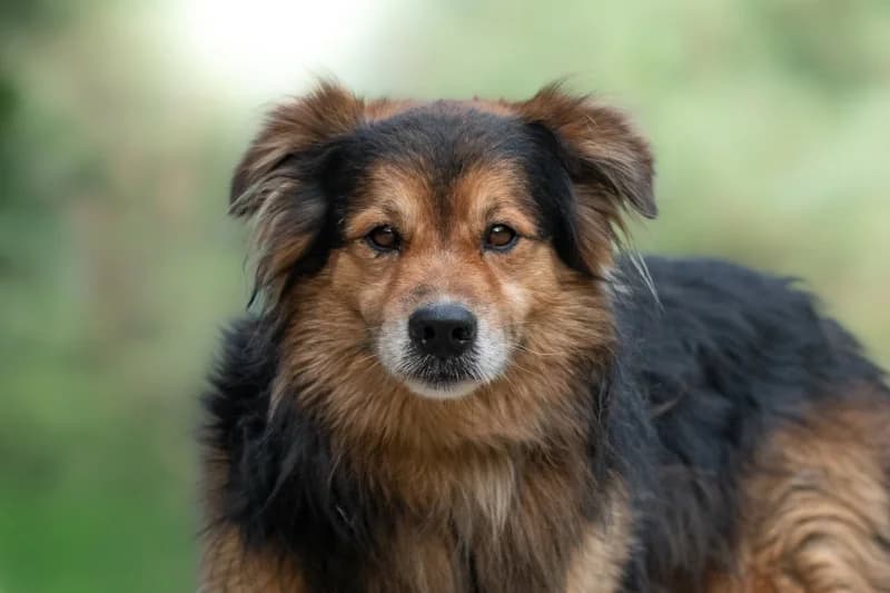Furbo, Mixed Breed for adoption at description
