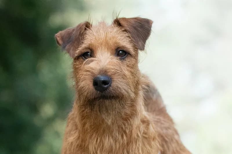 Fazan, Mixed Breed for adoption at description