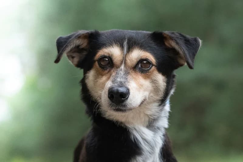 Rilu, Mixed Breed for adoption at description