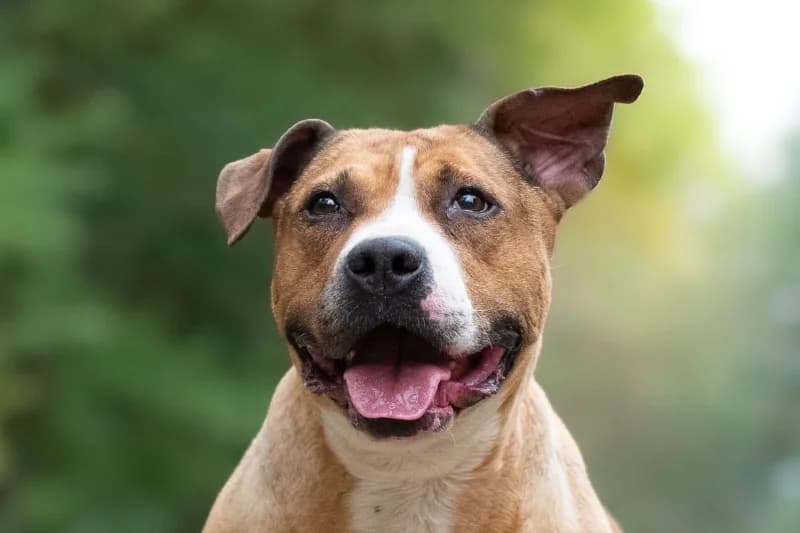 Varia, Mixed Breed for adoption at description