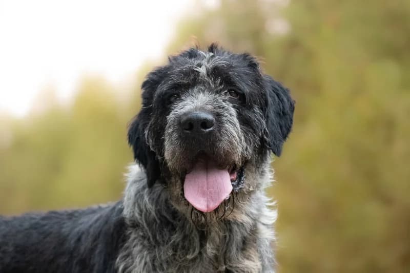Geppo, Mixed Breed for adoption at description
