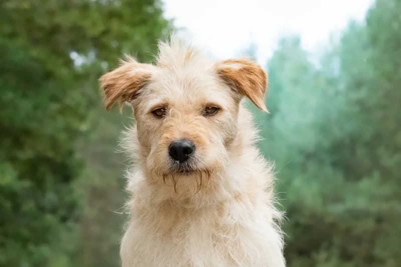 Elway, Mixed Breed for adoption at description