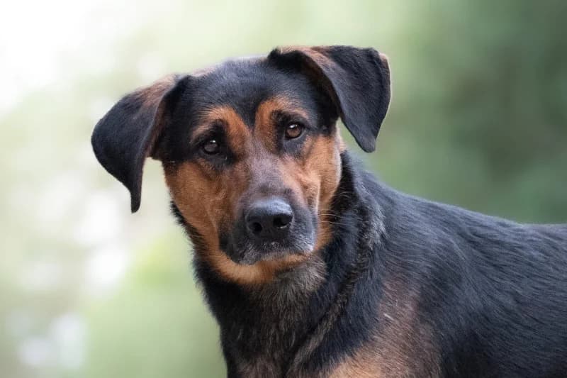 Miren, Mixed Breed for adoption at description