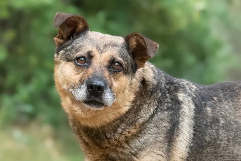 Puria, Mixed Breed for adoption at description