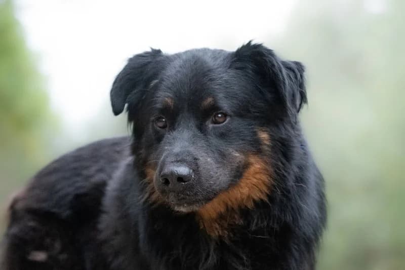 Bores, Mixed Breed for adoption at description