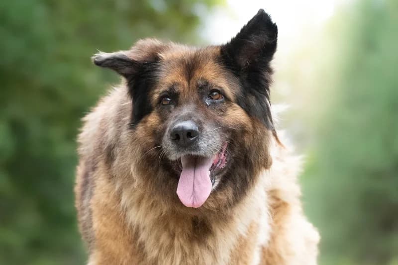 Styria, Mixed Breed for adoption at description