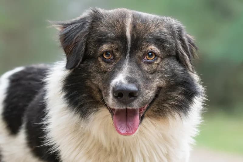 Flaminio, Mixed Breed for adoption at description