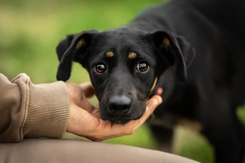 Dotsi, Mixed Breed for adoption at description
