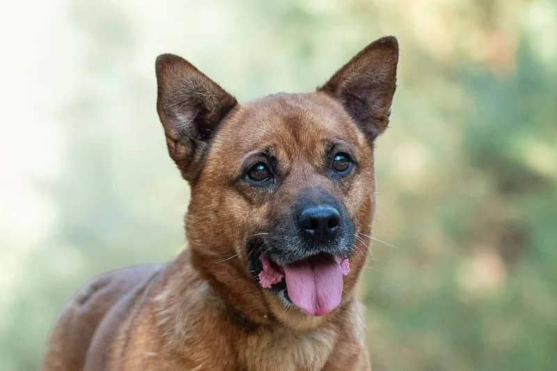 Tovo, Mixed Breed for adoption at description