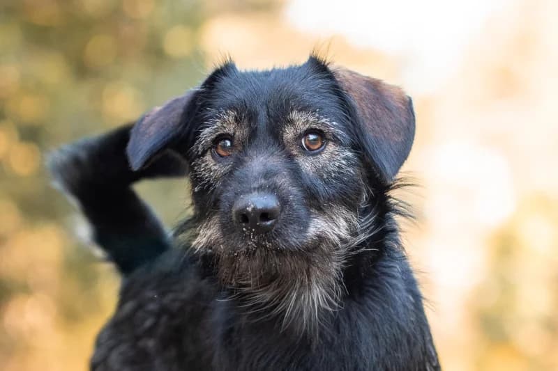 Koto, Mixed Breed for adoption at description