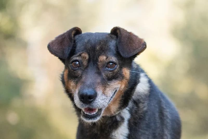 Toshika, Mixed Breed for adoption at description