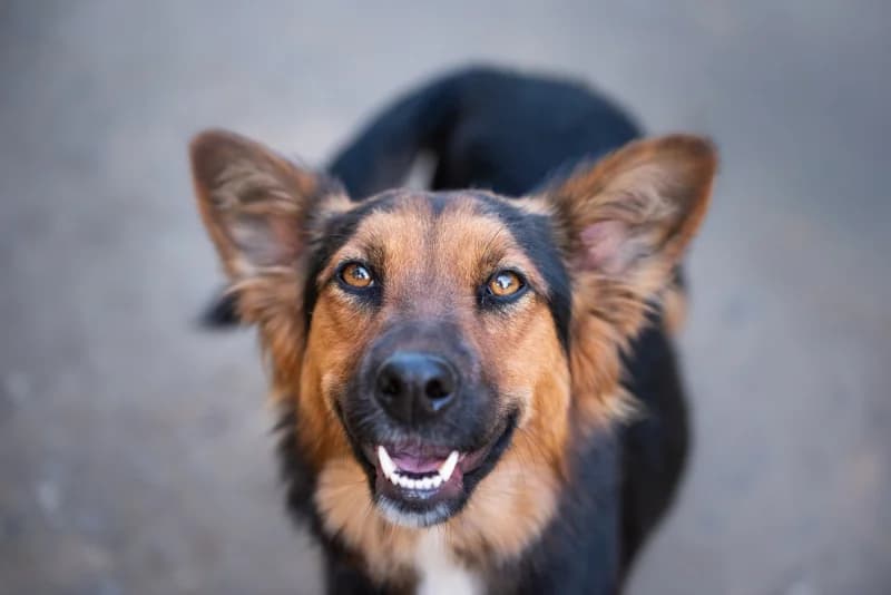 Collen, Mixed Breed for adoption at description