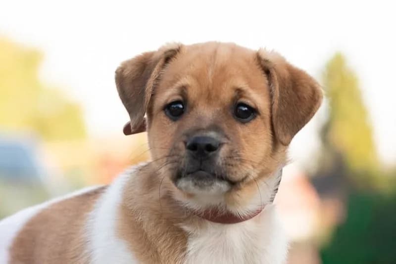 Szekspir, puppy Mixed Breed for adoption at description