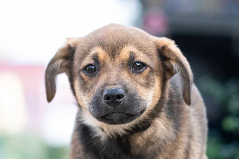Orwell, puppy Mixed Breed for adoption at description