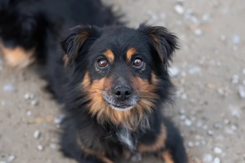 Meeko, Mixed Breed for adoption at description