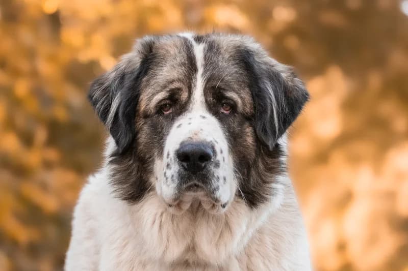 Skadi, Mixed Breed for adoption at description