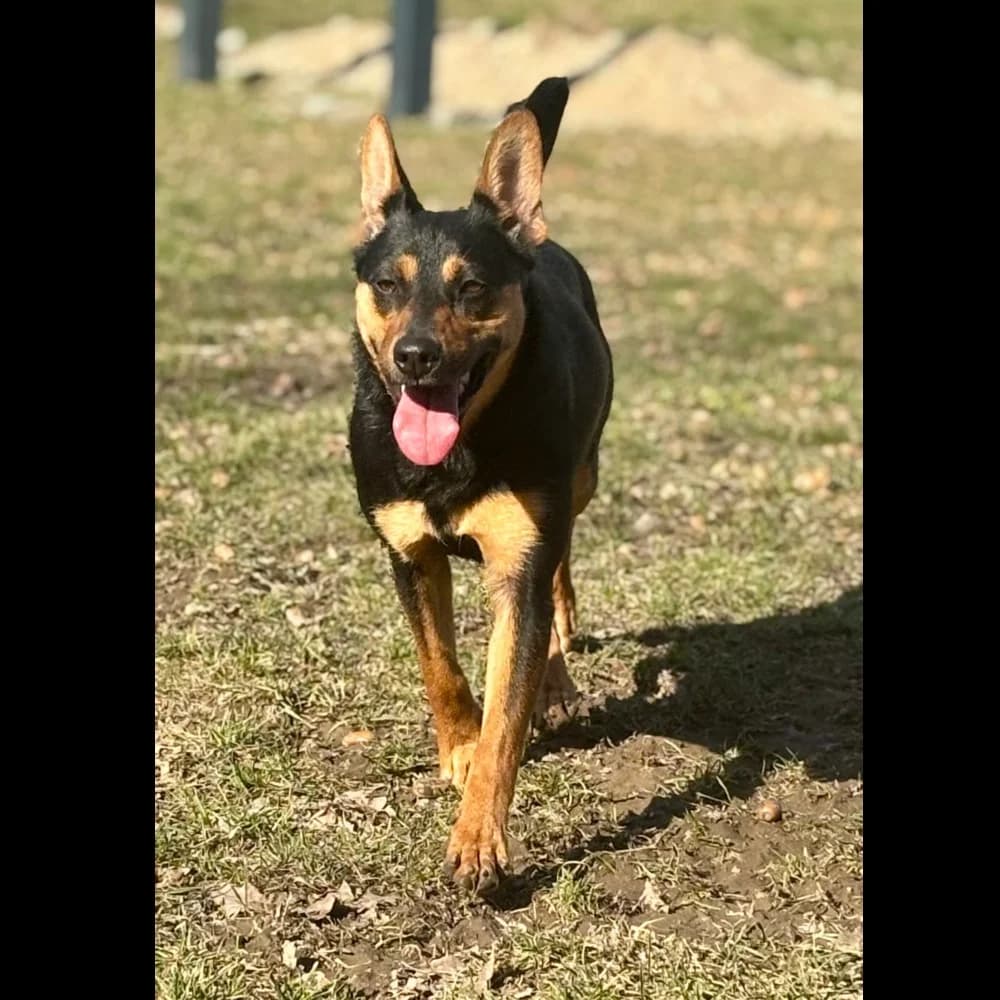 Figa, female Mixed Breed for adoption at Schronisko dla Bezdomnych Zwierząt w Konradowej (Nysa)