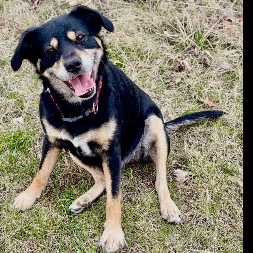 Julek, male 5yo Mixed Breed for adoption at Schronisko dla Bezdomnych Zwierząt w Konradowej (Nysa)