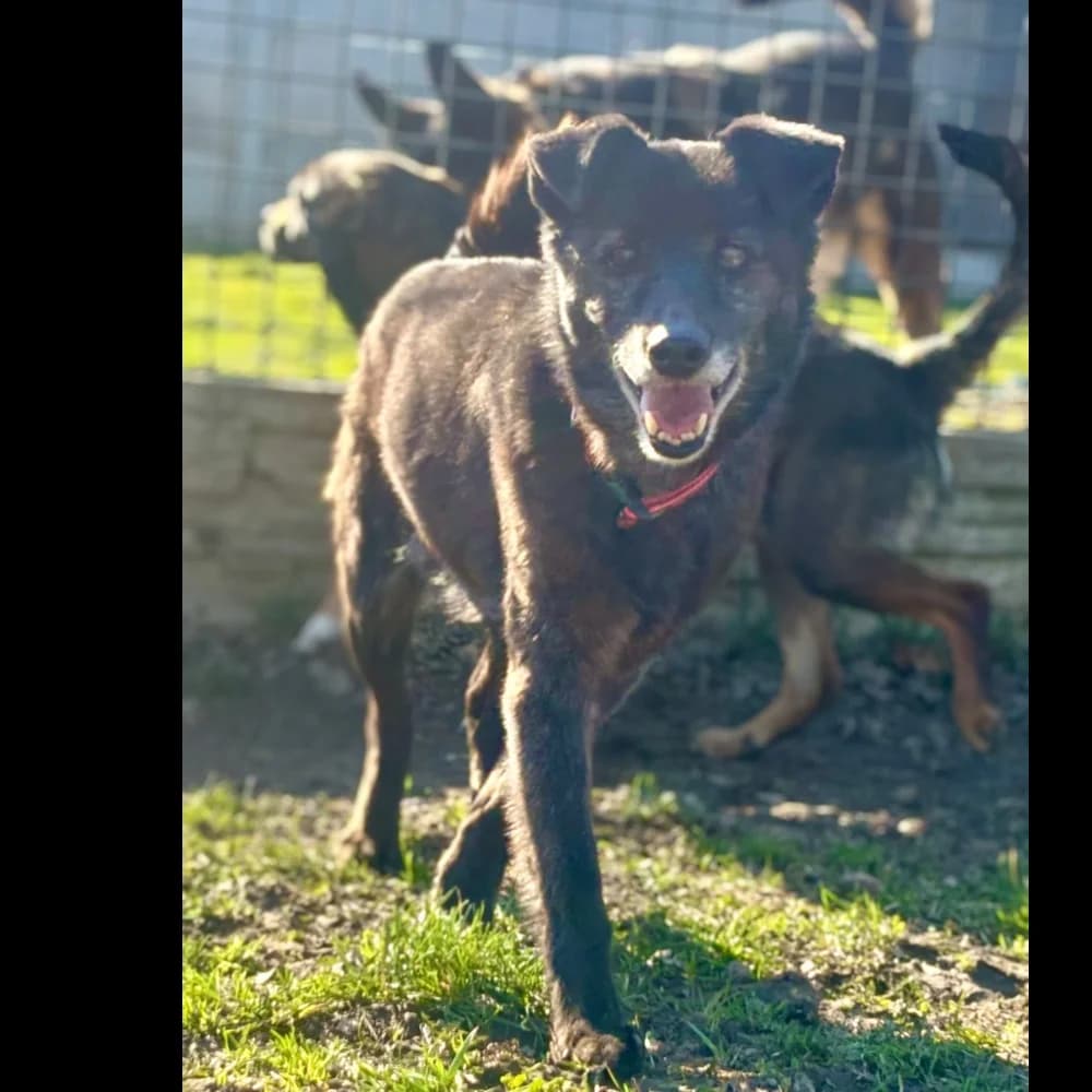 Rej, male Mixed Breed for adoption at Schronisko dla Bezdomnych Zwierząt w Konradowej (Nysa)