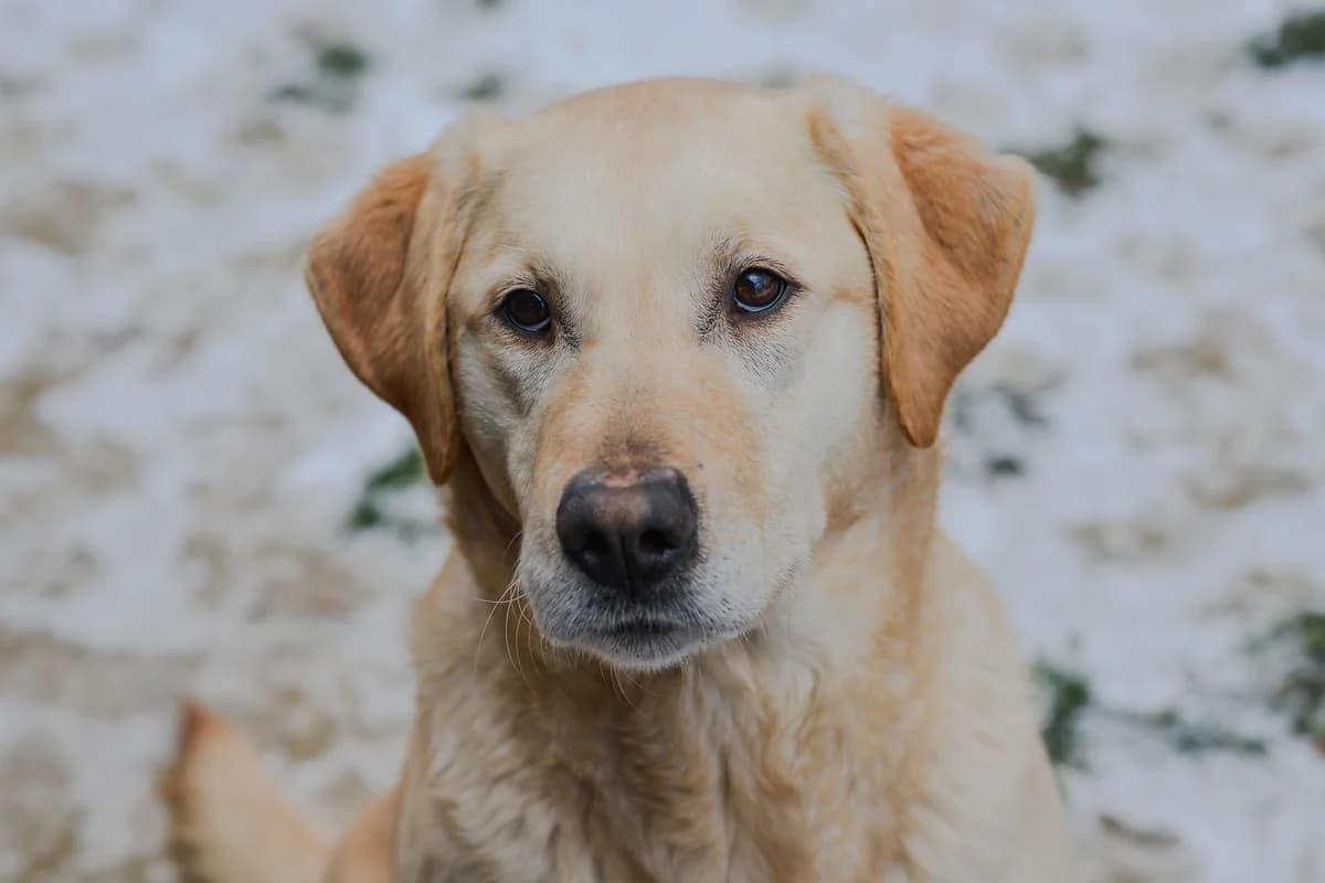 Andzia, Mixed Breed for adoption at Oaza dla Zwierząt Mielec