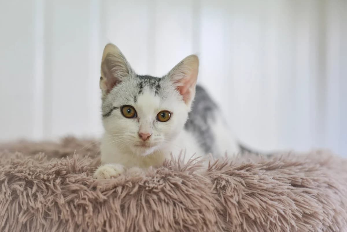 Astral, Mixed Breed for adoption at Oaza dla Zwierząt Mielec