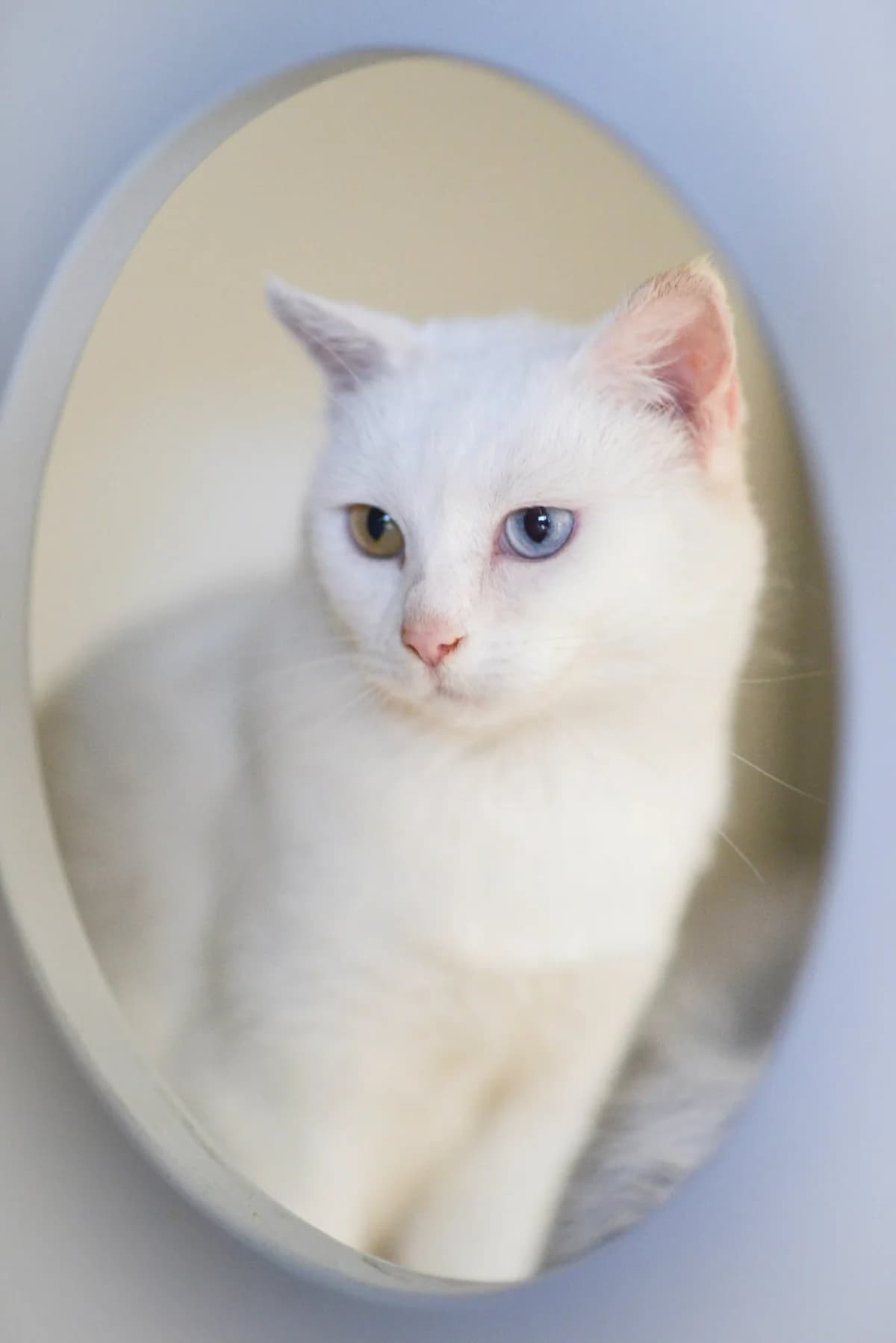 Aura, Mixed Breed for adoption at Oaza dla Zwierząt Mielec