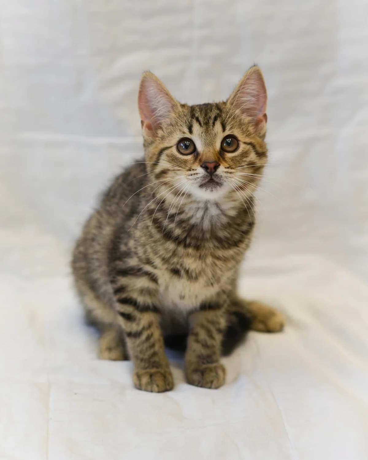 Aurora, Mixed Breed for adoption at Oaza dla Zwierząt Mielec
