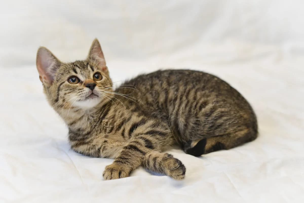 Bagira, Mixed Breed for adoption at Oaza dla Zwierząt Mielec
