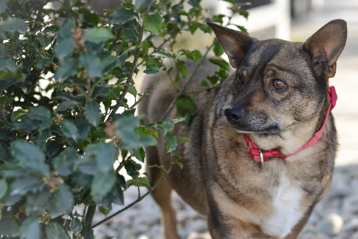 Basta, Mixed Breed for adoption at Oaza dla Zwierząt Mielec