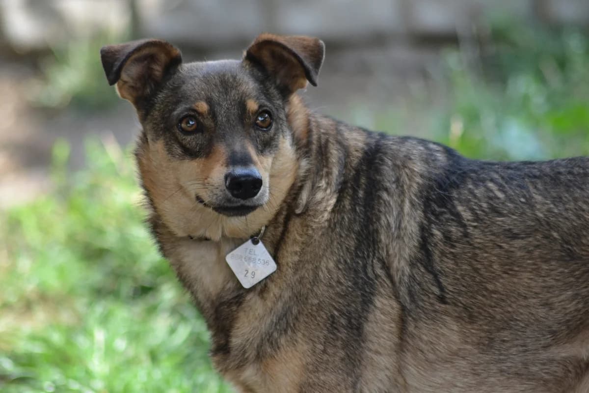 Bemol, senior Mixed Breed for adoption at Oaza dla Zwierząt Mielec