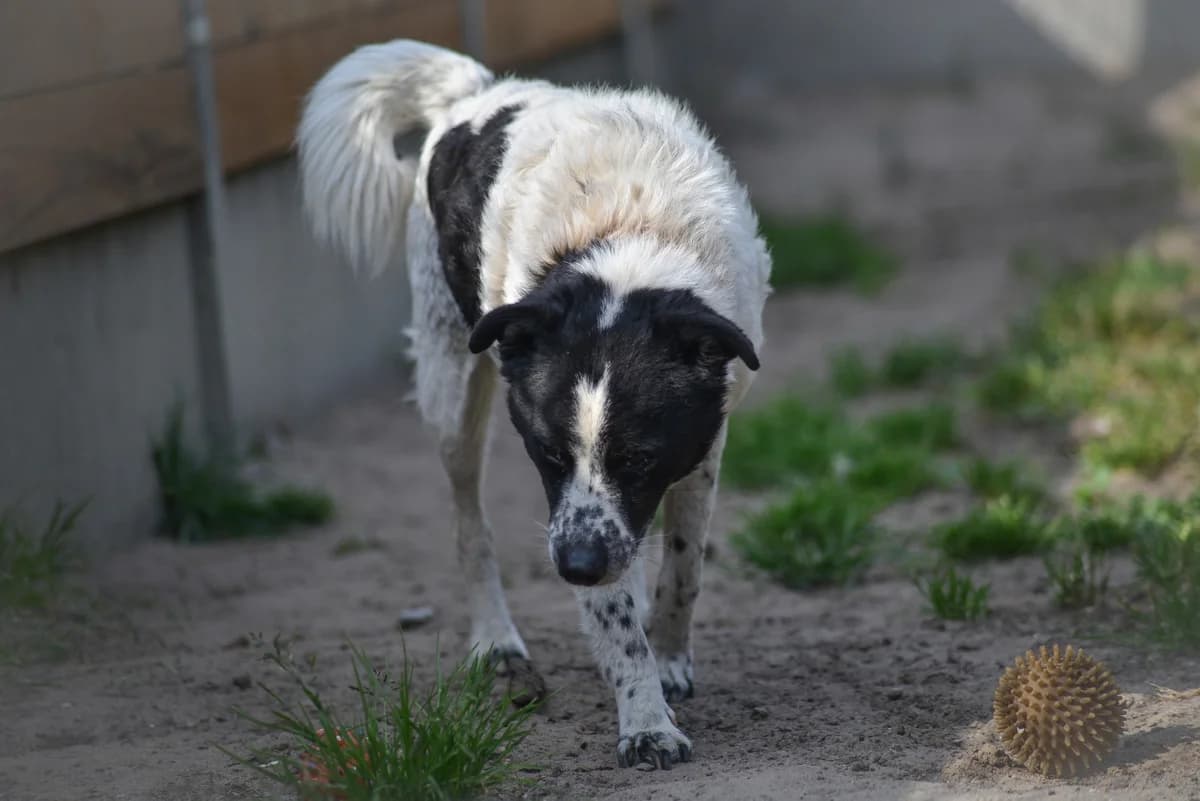Berber, Mixed Breed for adoption at Oaza dla Zwierząt Mielec