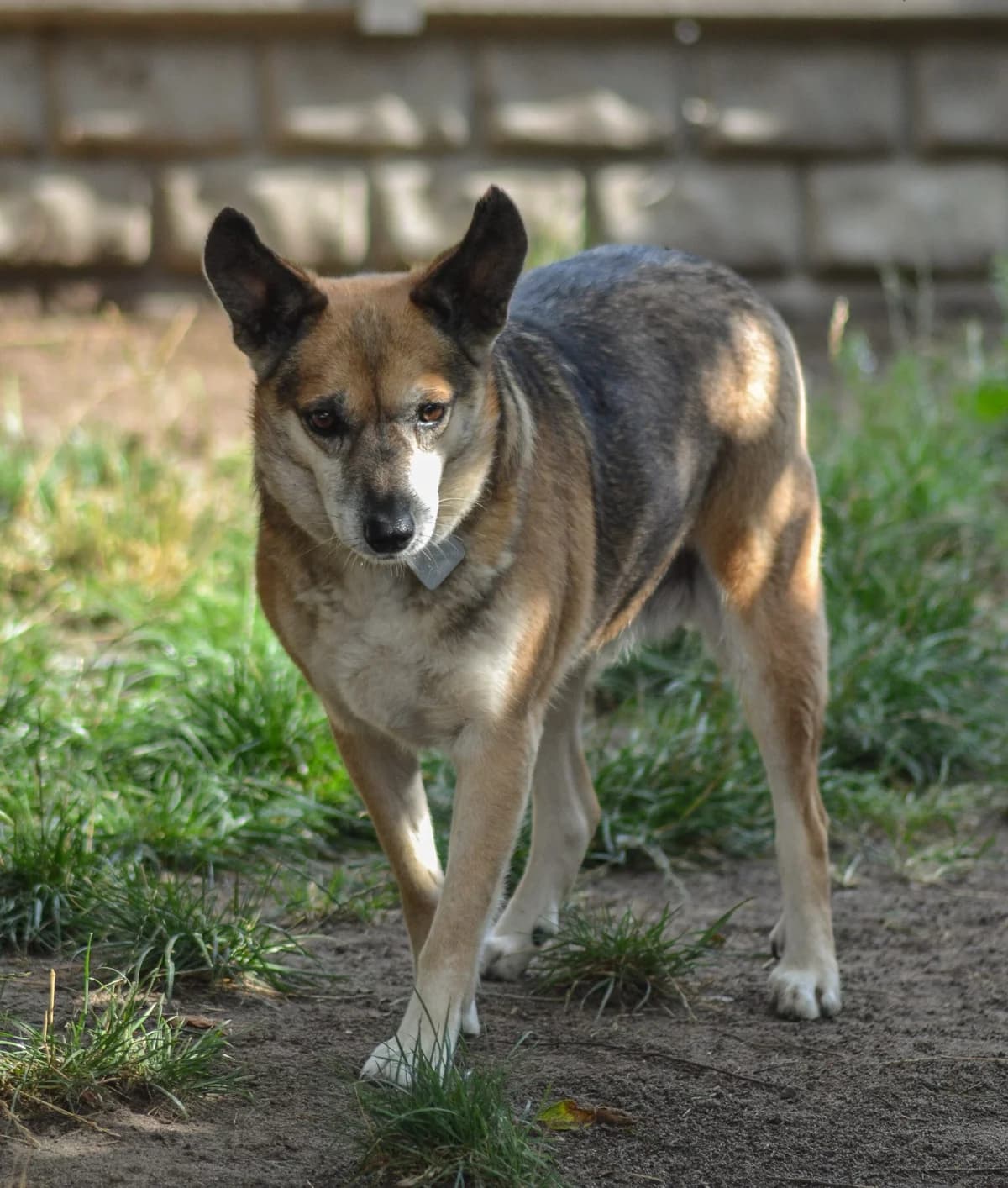 Bryza, Mixed Breed for adoption at Oaza dla Zwierząt Mielec