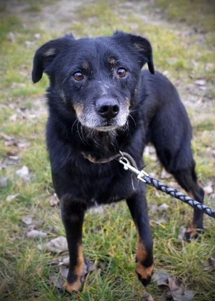 Denar, Mixed Breed for adoption at Oaza dla Zwierząt Mielec
