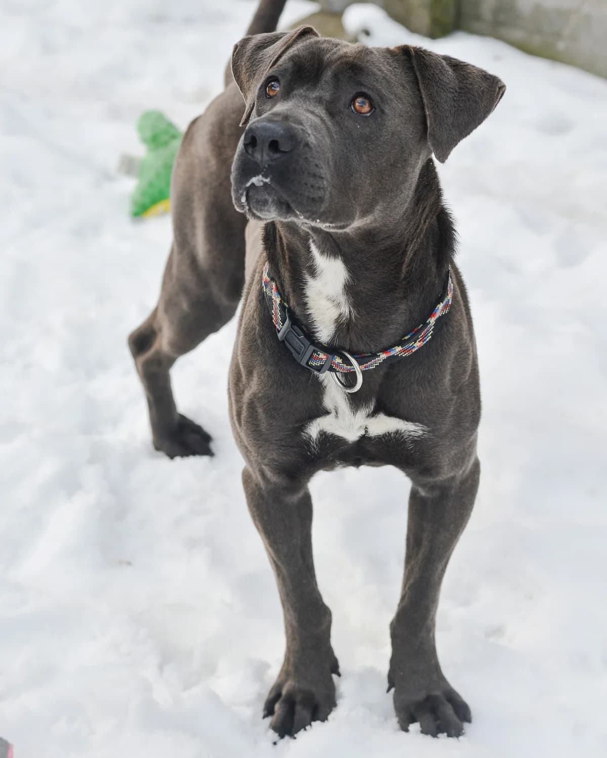 Denzel, Mixed Breed for adoption at Oaza dla Zwierząt Mielec