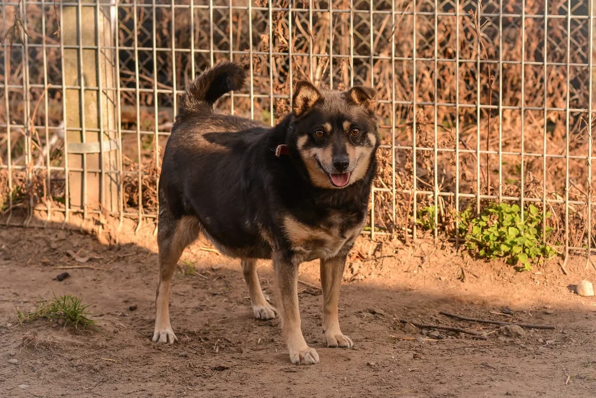 Devil, Mixed Breed for adoption at Oaza dla Zwierząt Mielec