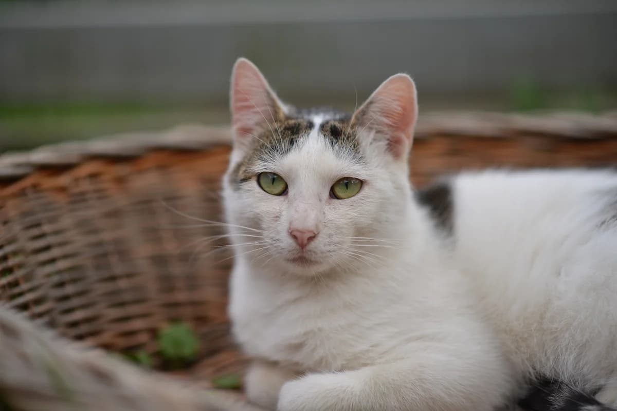 Emil, Mixed Breed for adoption at Oaza dla Zwierząt Mielec
