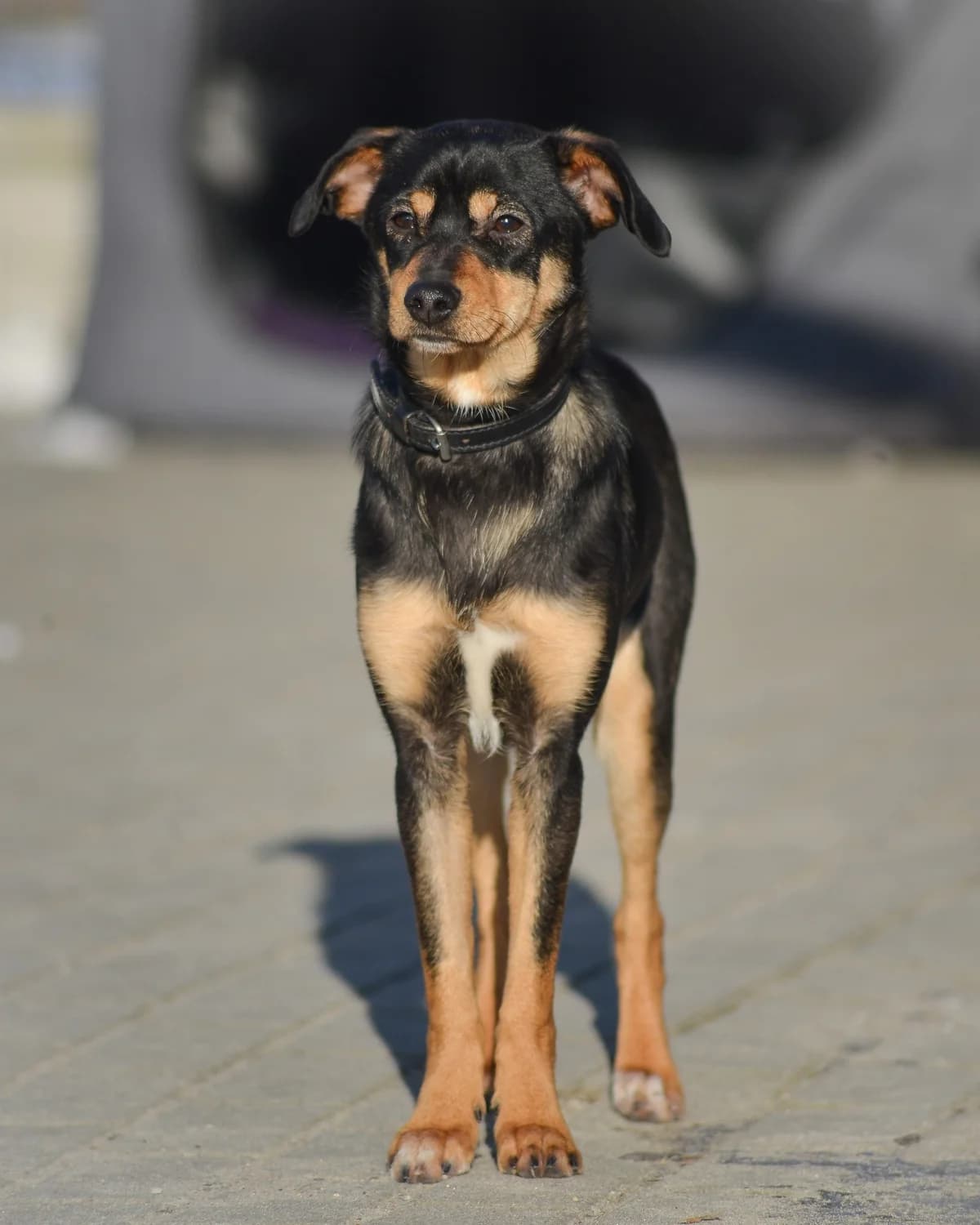 Gaja, Mixed Breed for adoption at Oaza dla Zwierząt Mielec