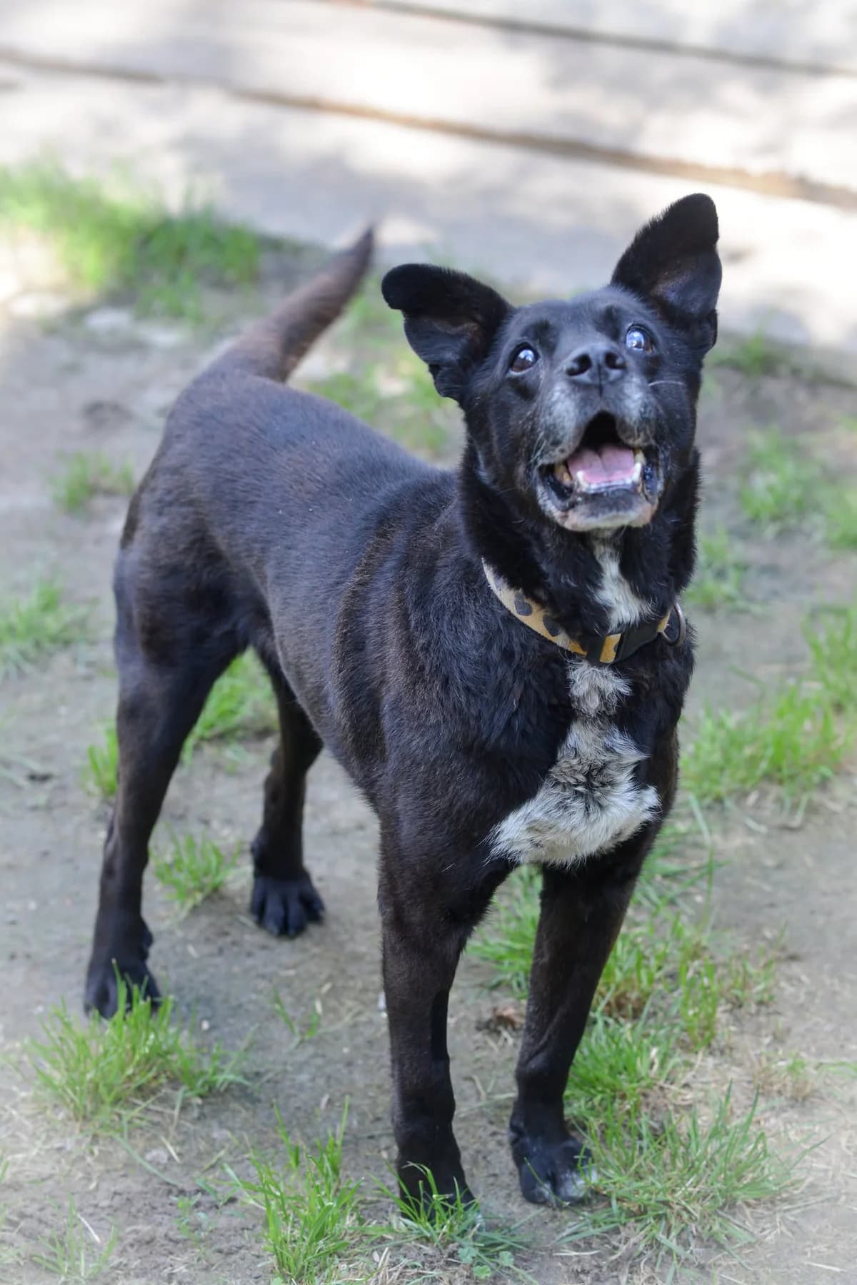 Hades, senior Mixed Breed for adoption at Oaza dla Zwierząt Mielec