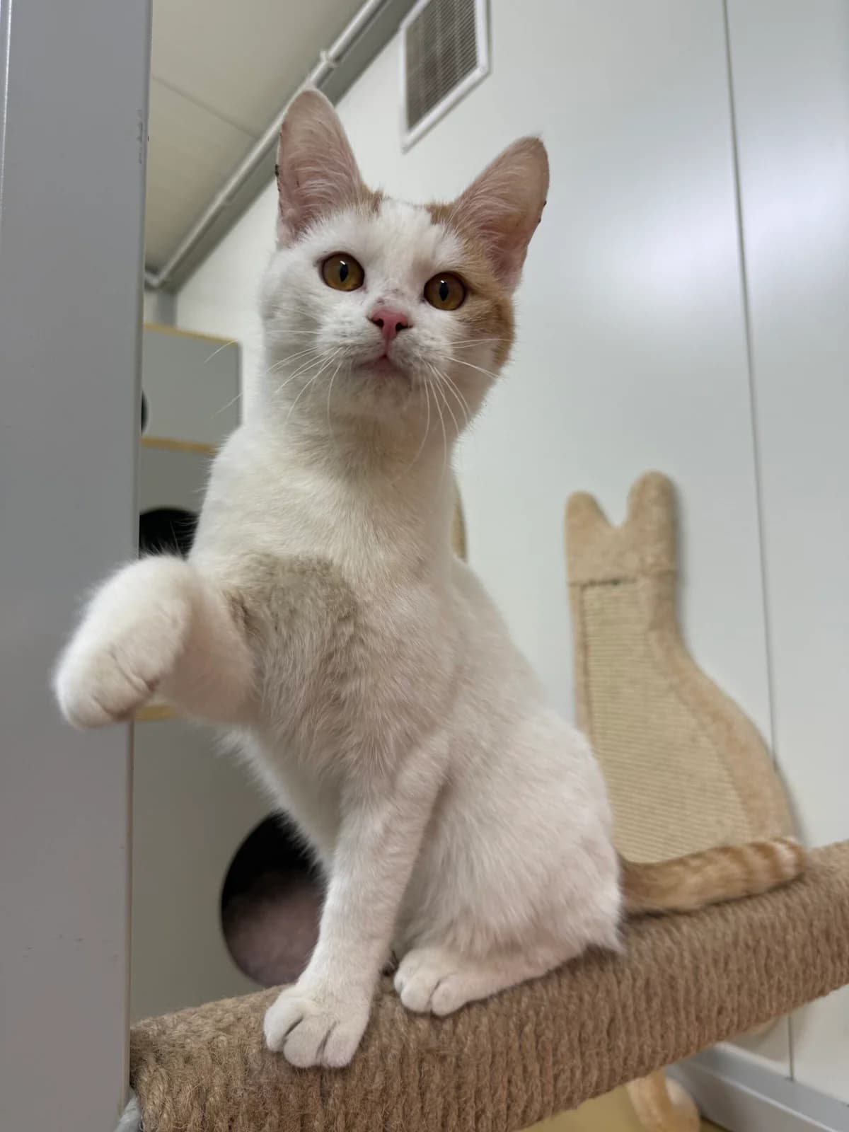 Korek, Mixed Breed for adoption at Oaza dla Zwierząt Mielec