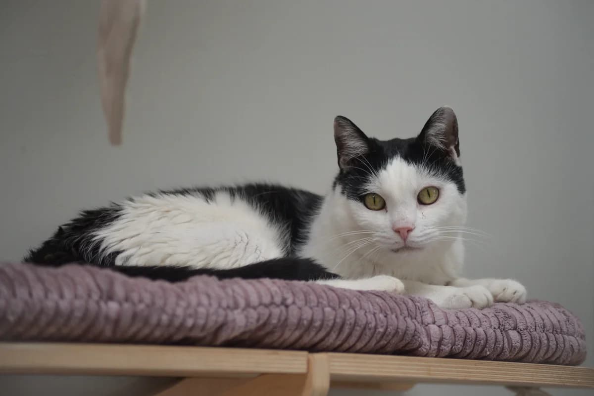Królewicz, Mixed Breed for adoption at Oaza dla Zwierząt Mielec