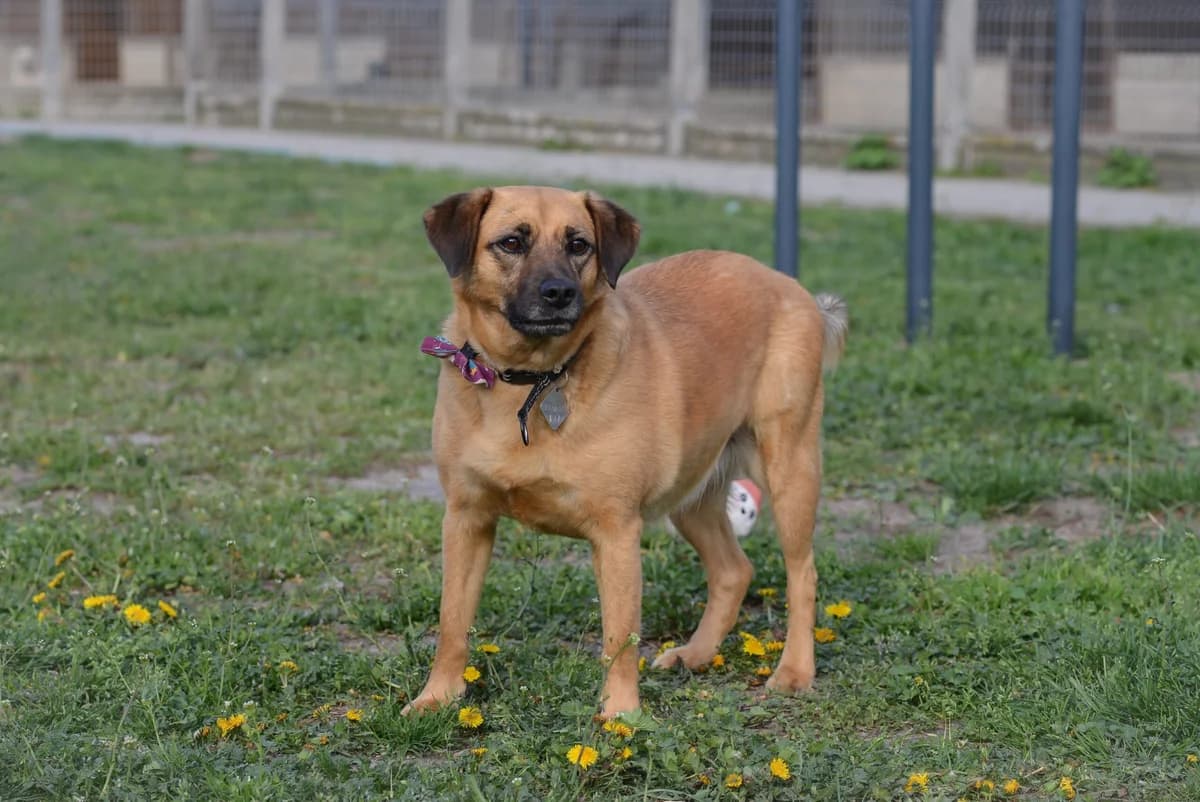 Makeup, Mixed Breed for adoption at Oaza dla Zwierząt Mielec