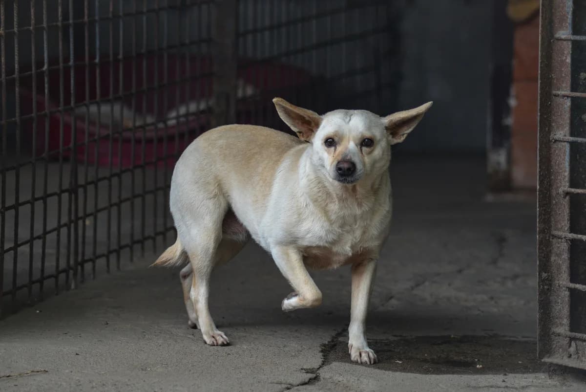 Matka, Mixed Breed for adoption at Oaza dla Zwierząt Mielec