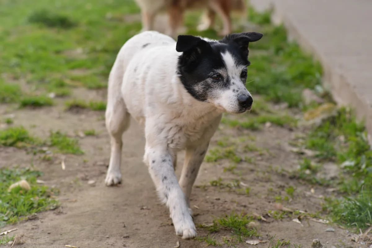 Medea, Mixed Breed for adoption at Oaza dla Zwierząt Mielec
