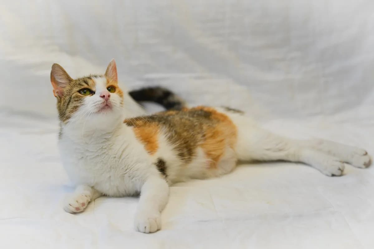 Merida, Mixed Breed for adoption at Oaza dla Zwierząt Mielec