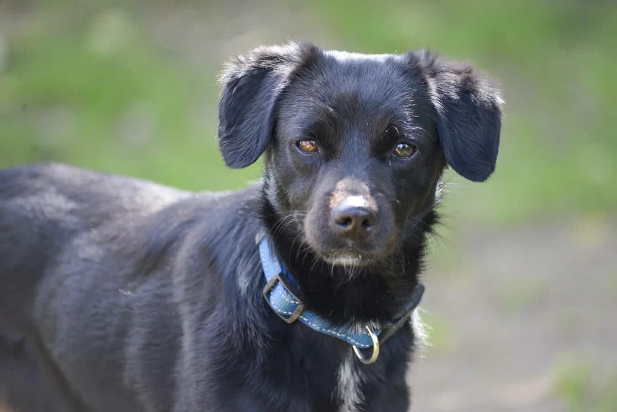 Oluś, Mixed Breed for adoption at Oaza dla Zwierząt Mielec